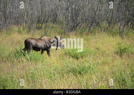 Ein jungen Elchbullen ernährt sich von Vegetation entlang einer Autobahn in der Nähe von Wasilla, Alaska Stockfoto