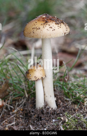 Paar Tawny Grisetten, Amanita Fulva. Stockfoto