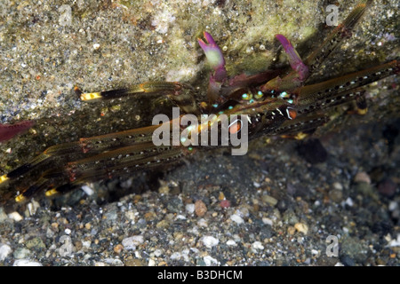 Flache braune Krabbe mit roten Augen und gelbe Linie auf seinen Beinen und rosa Zange auf einem Felsen unter Wasser Stockfoto