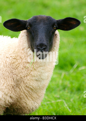 Ein Suffolk Schaf auch bekannt als eine schwarze konfrontiert Schafe kauen Rasen. Stockfoto