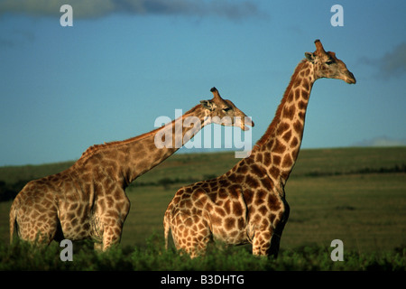 Zwei Kap Giraffen Mpongo Park Suedafrika Afrika Stockfoto