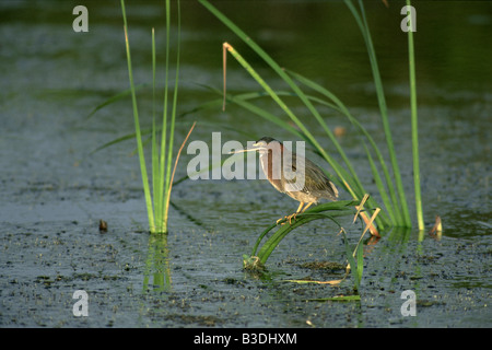 greenbacked Reiher Butorides Striata gekerbter Mangrove Mangrovreiher Gruenreiher Everglades Nationalpark Florida USA Stockfoto