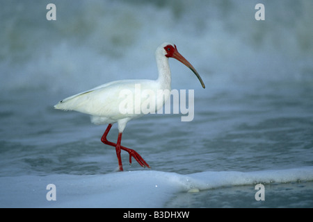 Weissibisse Eudocimus Albus Schneesichler weiße Ibisse Sanibel Island Florida USA Stockfoto
