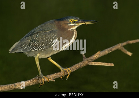 greenbacked Reiher Butorides Striata gekerbter Mangrove Mangrovreiher Everglades Nationalpark Florida USA Stockfoto