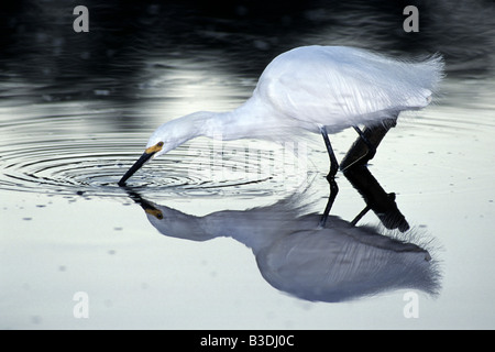 Schmuckreiher macht Beute Everglades National Park Florida USA Stockfoto