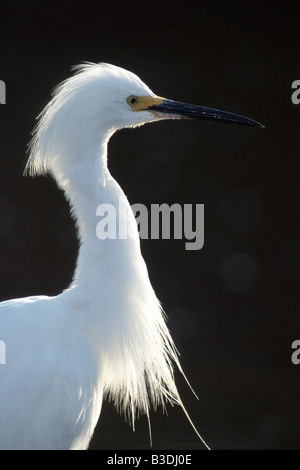 Schmuckreiher bei Gegenlicht Portrait Everglades National Park Florida USA Stockfoto