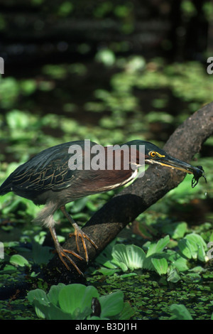 greenbacked Reiher Butorides Striata gekerbter Mangrove Mangrovreiher Gruenreiher Everglades Nationalpark Florida USA Stockfoto