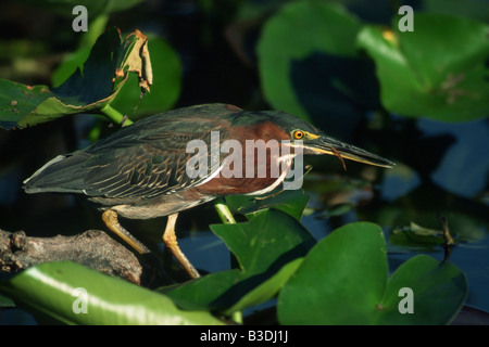 greenbacked Reiher Butorides Striata gekerbter Mangrove Mangrovreiher Gruenreiher Everglades Nationalpark Florida USA Stockfoto