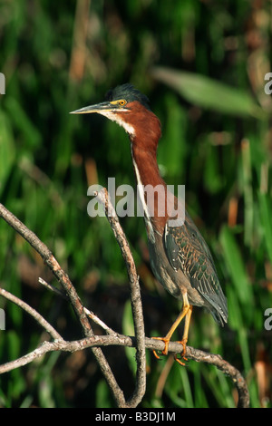 greenbacked Reiher Butorides Striata gekerbter Mangrove Mangrovreiher Gruenreiher Everglades Nationalpark Florida USA Stockfoto