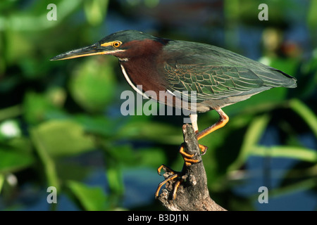 greenbacked Reiher Butorides Striata gekerbter Mangrove Mangrovreiher Gruenreiher Everglades Nationalpark Florida USA Stockfoto