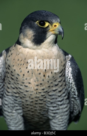 Wanderfalke Wanderfalken Falco peregrinus Stockfoto