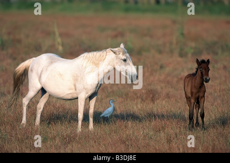 Camargue-Pferd Stute mit Fohlen in Südfrankreich Stockfoto