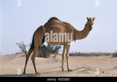 Wandergitarre Karawane Kamel Wuestenschiff Kamel Kamel Camelus Dromedarius Dromedar Einhoeckriges Kamel arabischen Dromedar Kamel Stockfoto