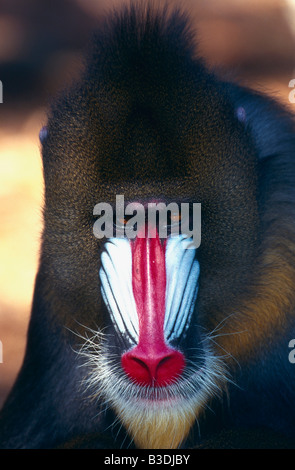 Männlicher Mandrill Afrika Mandrill Mandrill Mandrillus Sphinx Afrika Westafrika Stockfoto