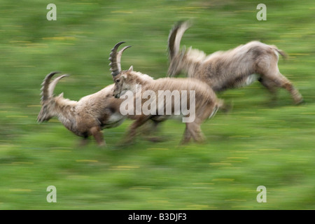 Steinbock Capra Ibex Nationalpark Hohe Tauern Oesterreich Alpine Ibex Österreich Stockfoto