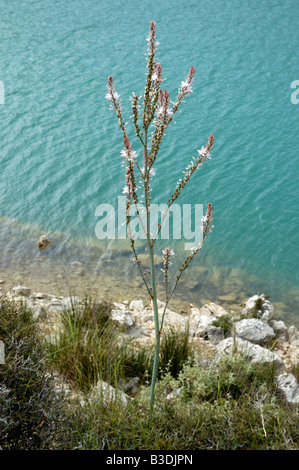 Gemeinsame Asphodil Mallorca Balearen Spanien Stockfoto