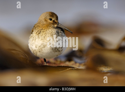 Alpenstrandlaeufer Alpenstrandläufer Calidris alpina Stockfoto