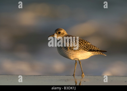 Eurasische Goldregenpfeifer Pluvialis Apricaria Goldregenpfeifer Stockfoto