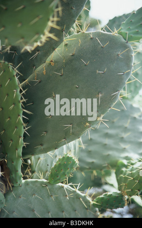 Italien, Sardinien, Kaktus Opuntia (Ficus-Indica), Nahaufnahme Stockfoto