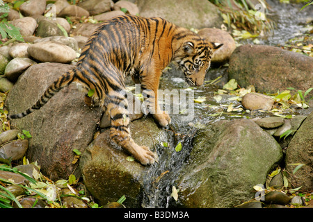 Sumatratigerjunges Panthera Tigris Sumatrae Watet Durch Bach Sumatra Tiger Cub Panthera Tigris Sumatrae waten Trog Bach Stockfoto