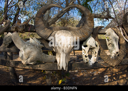 Reste von Tieren gegessen von Komodo Drachen Varanus Komodoensis im Komodo National Park Stockfoto