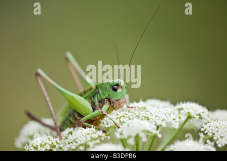 Große grüne Bush Cricket (Tettigonia Viridissima), Weiblich Stockfoto