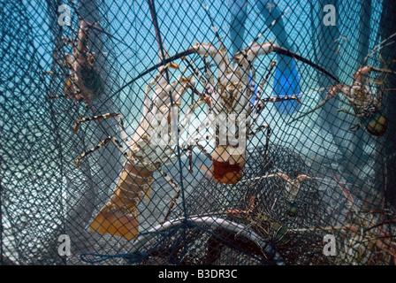 Hummer in einem Kugelschreiber unter Wasser warten verkauft werden Stockfoto