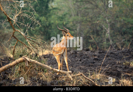 Impala (Aepyceros melampus) im Wald, Queen Elizabeth National Park, Uganda, Südafrika Stockfoto