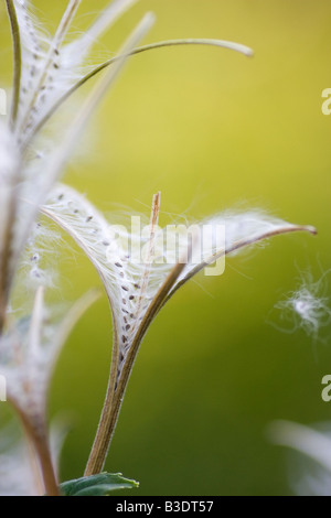 Nahaufnahme des offenen Samenkapseln von Weidenröschen Chamerion angustifolium Stockfoto