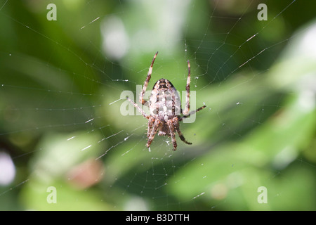 Nahaufnahme von einer europäischen Gartenkreuzspinne Araneus Diadematus hängen im Netz August 2008 die Niederlande Stockfoto