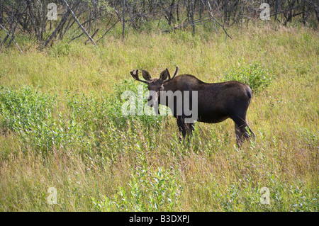 Ein jungen Elchbullen ernährt sich von Vegetation entlang einer Autobahn in der Nähe von Wasilla, Alaska Stockfoto