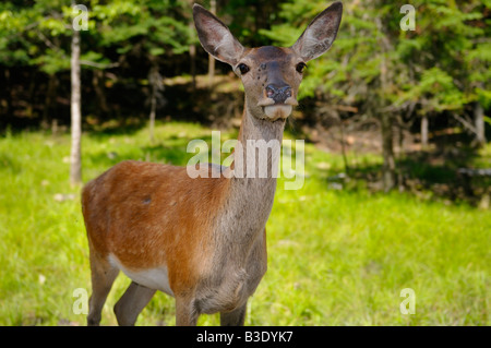 Red Deer Hind nahe bewahren in ein sonniges Gemüt Omega Park in Quebec Stockfoto