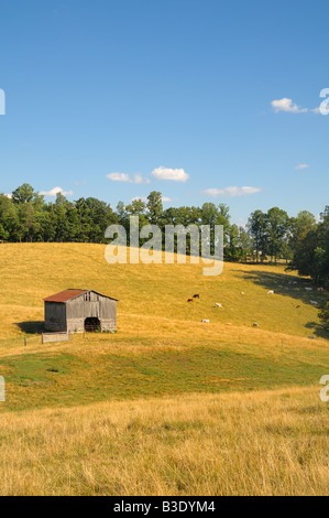 Eine pastorale amerikanischen Rinderfarm malerische Grainger County, Tennessee, USA im Juli. Stockfoto