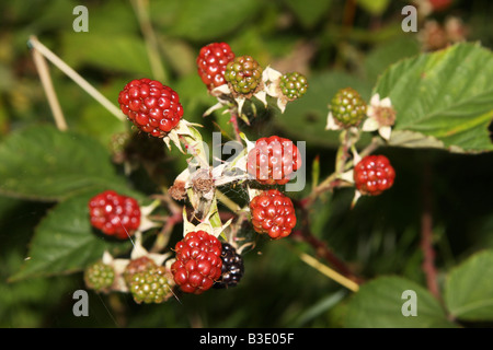 Rotanteil reifen Brombeeren auf einem Busch in der freien Wildbahn. Stockfoto