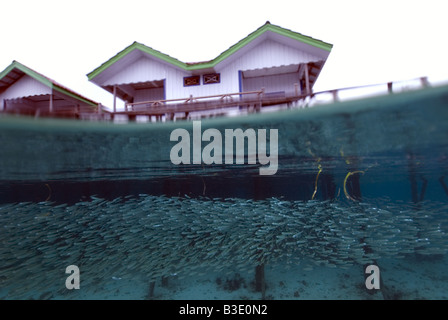 Fische schwimmen unter dem Steg unter Wasser und die Zimmer, die auf Stelzen über dem Wasser gebaut Stockfoto