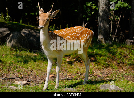 Damwild Young buck stehen am Rande eines Waldes am Park Omega Quebec Stockfoto