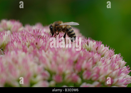 Biene auf Sedum Blume Stockfoto