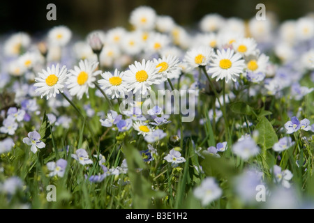 Deutschland, Bayern, wilden Gänseblümchen (Asteraceae), Nahaufnahme Stockfoto