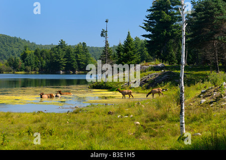 Eine Gruppe von weiblichen Elch Hirsch Baden in einem See bei Omega Park, Québec gehen Stockfoto