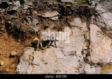 Alpine Ibex Bergziege zu Fuß auf eine steile Felswand in Omega Park Quebec Kanada Stockfoto