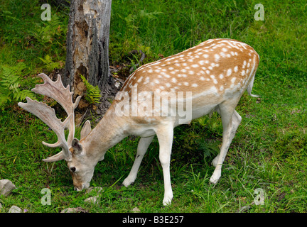 Männliche Damhirsche Bock mit fuzzy Geweih Beweidung im Schatten im Park Omega Quebec Stockfoto