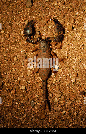 South African Rock Skorpion / Hadogenes Troglodytes Stockfoto