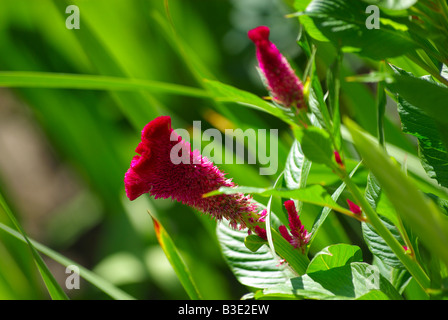 Celosia Cristata Hahnenkamm, Blumengarten hautnah Stockfoto