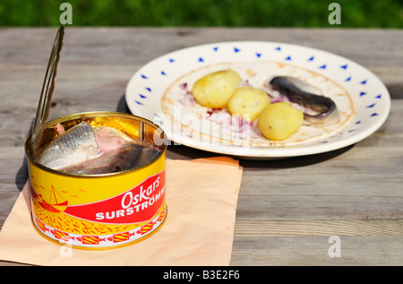 Surstrømming fermentiert Ostseehering in einem geöffneten kann eine schwedische Delikatesse Stockholms Lan Sweden August 2008 Stockfoto