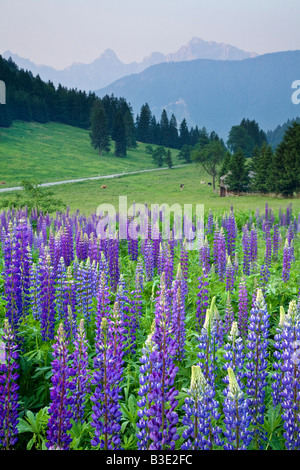 Wilde Lupinen Lupinus Nootkatensis, in der Nähe von Kranjska Gora, Julischen Alpen, Gorenjska, Slowenien Stockfoto