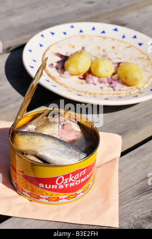 Surstrømming fermentiert Ostseehering in einem geöffneten kann eine schwedische Delikatesse Stockholms Lan Sweden August 2008 Stockfoto