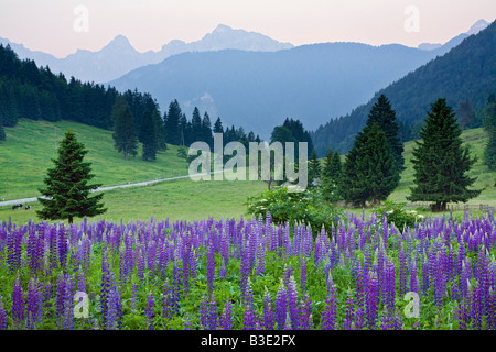 Wilde Lupinen Lupinus Nootkatensis, in der Nähe von Kranjska Gora, Julischen Alpen, Gorenjska, Slowenien Stockfoto