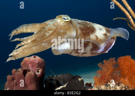 Tintenfisch, schwebt über der Welle unter Wasser Stockfoto