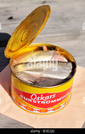 Surstrømming fermentiert Ostseehering in eine geöffnete kann eine schwedische Delikatesse Stockholms Lan Sweden August 2008 Stockfoto