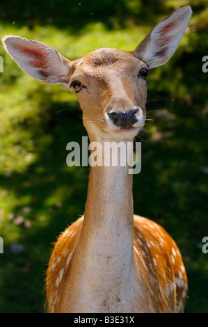 Damwild Doe frontale Großaufnahme in Forest Park Omega Quebec Stockfoto